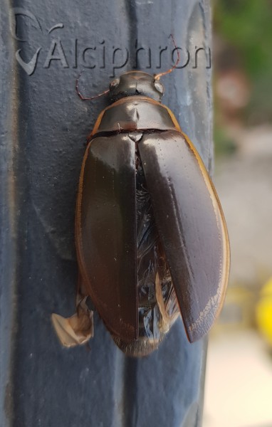 Dytiscus circumflexus