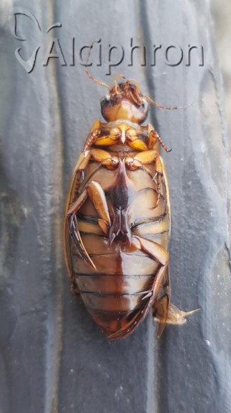 Dytiscus circumflexus