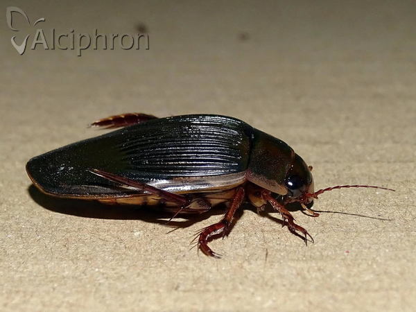 Dytiscus dimidiatus