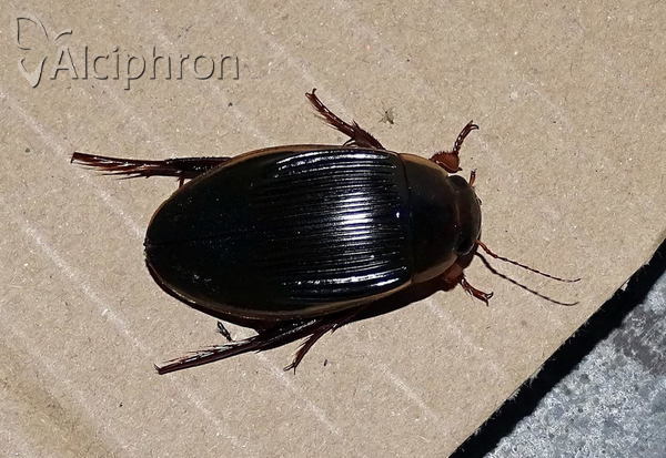 Dytiscus dimidiatus