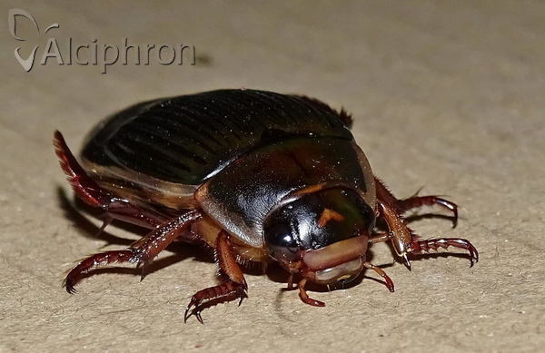 Dytiscus dimidiatus