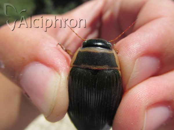 Dytiscus marginalis