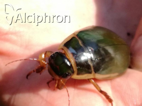 Dytiscus marginalis