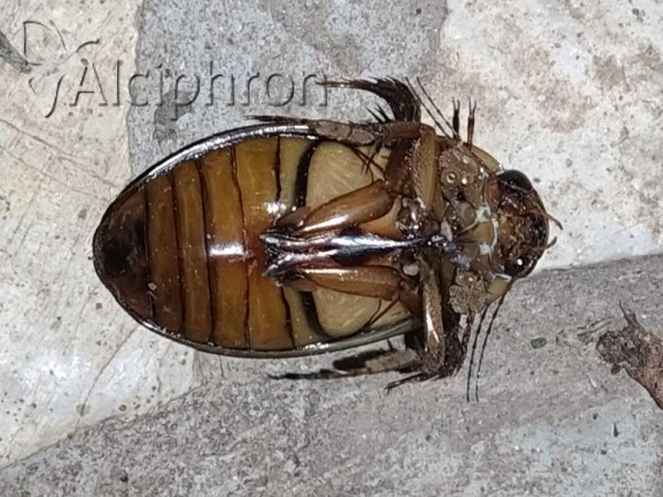 Dytiscus marginalis