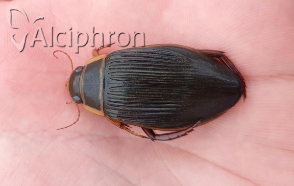 Dytiscus marginalis
