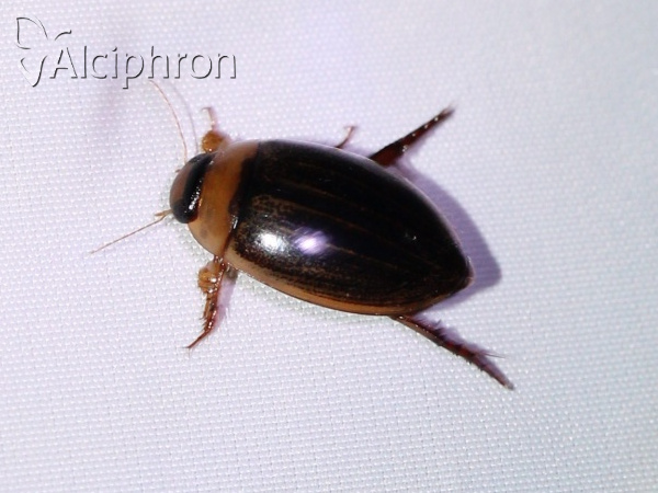 Hydaticus grammicus