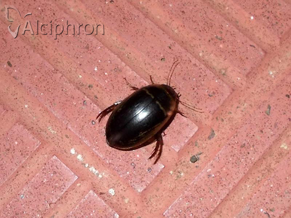 Hydaticus transversalis