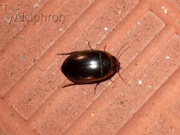 Hydaticus transversalis