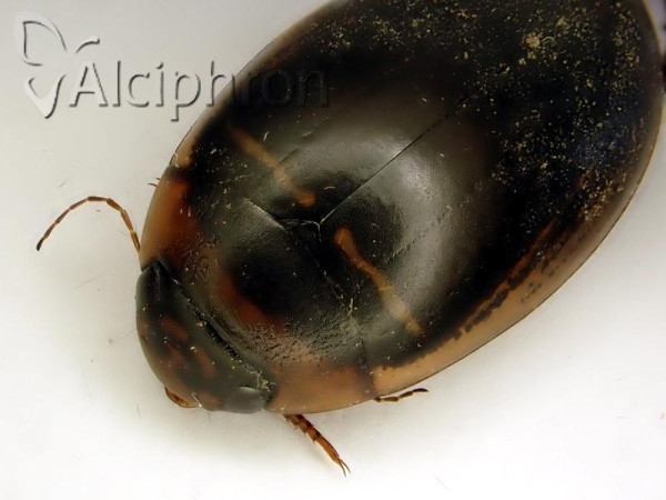 Hydaticus transversalis