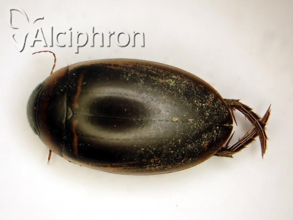 Hydaticus transversalis