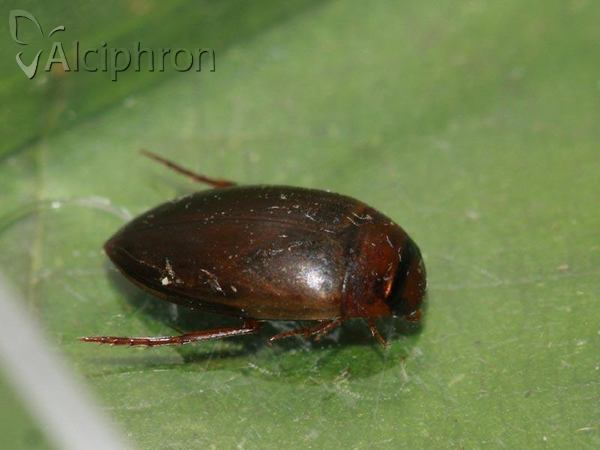 Copelatus haemorrhoidalis