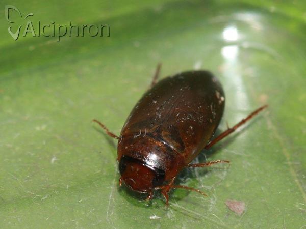 Copelatus haemorrhoidalis