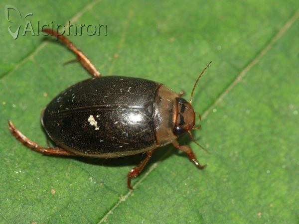 Rhantus exsoletus
