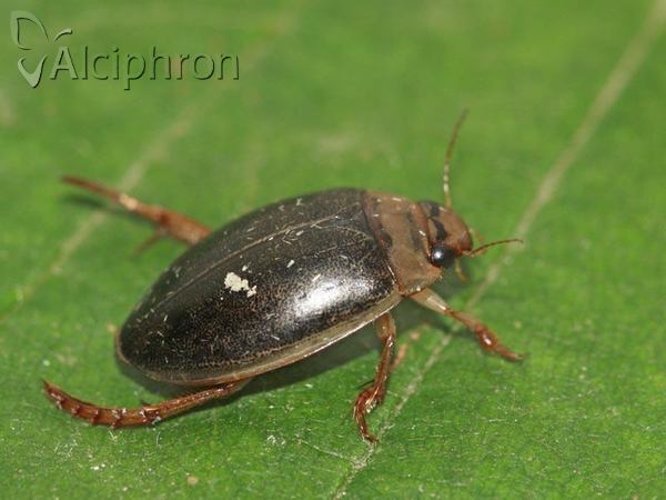 Rhantus exsoletus