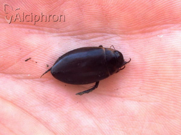 Rhantus frontalis