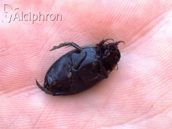 Rhantus frontalis
