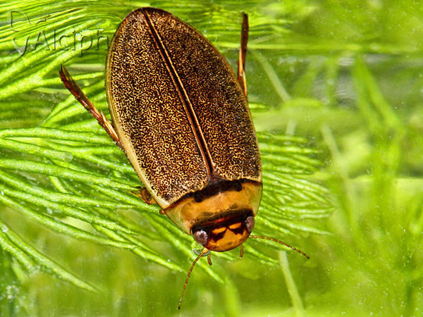 Rhantus latitans