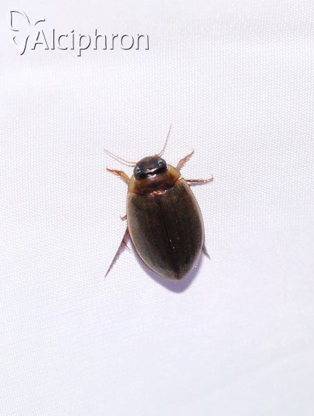 Rhantus suturalis