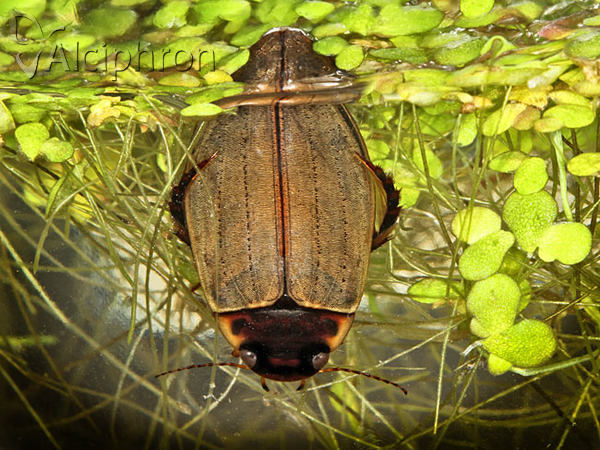 Colymbetes fuscus