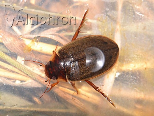 Colymbetes fuscus