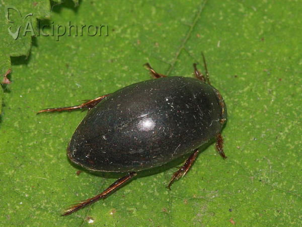 Ilybius ater