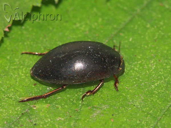 Ilybius ater