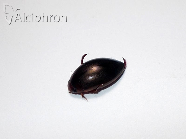 Ilybius fenestratus