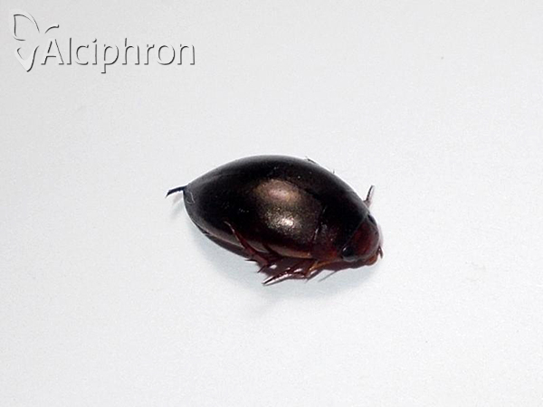 Ilybius fenestratus