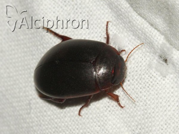 Agabus uliginosus