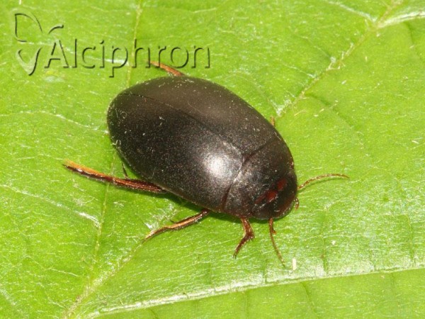 Agabus uliginosus