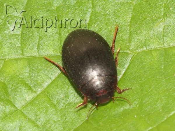 Agabus uliginosus