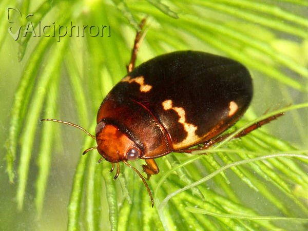Agabus undulatus