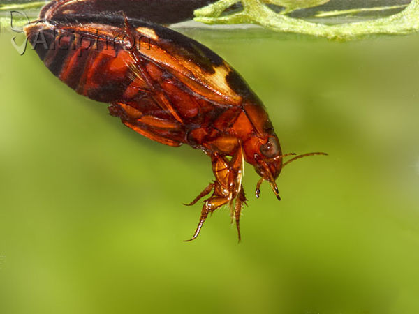 Agabus undulatus