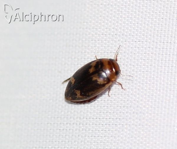 Agabus undulatus