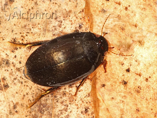 Agabus bipustulatus