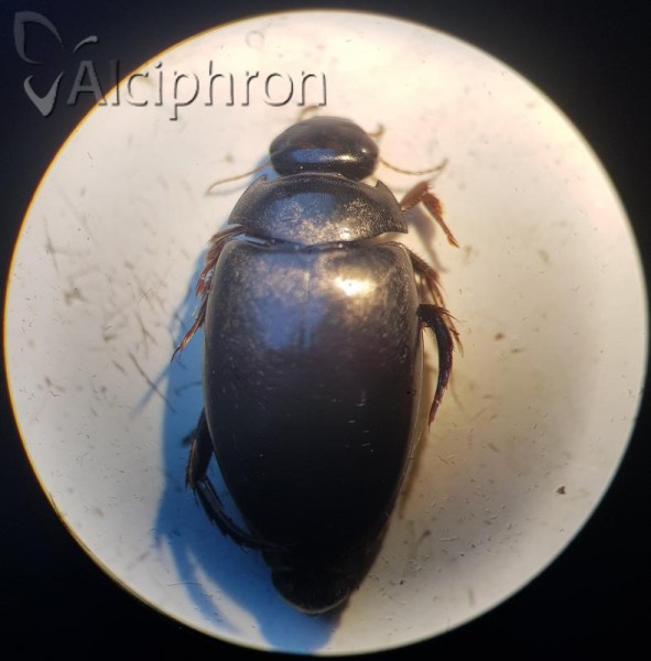 Agabus bipustulatus