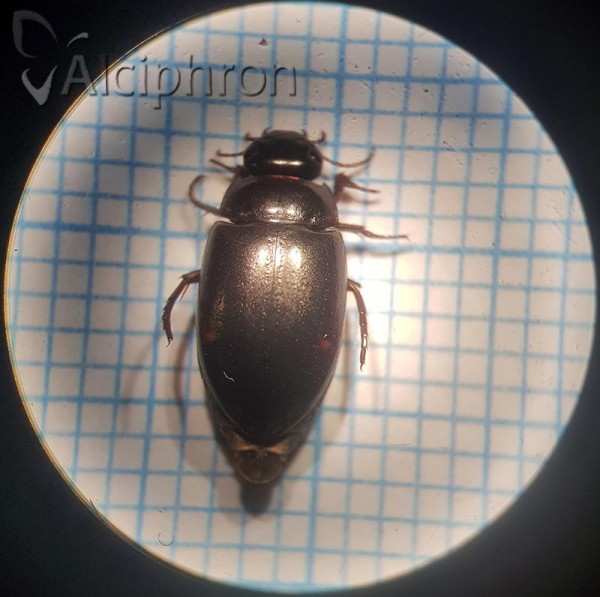 Agabus guttatus