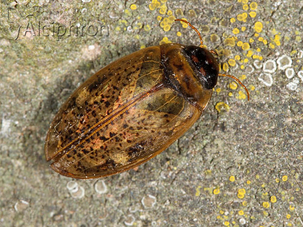 Agabus nebulosus