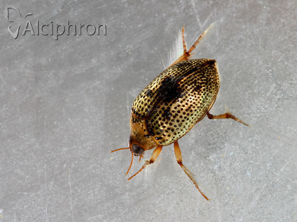 Peltodytes caesus