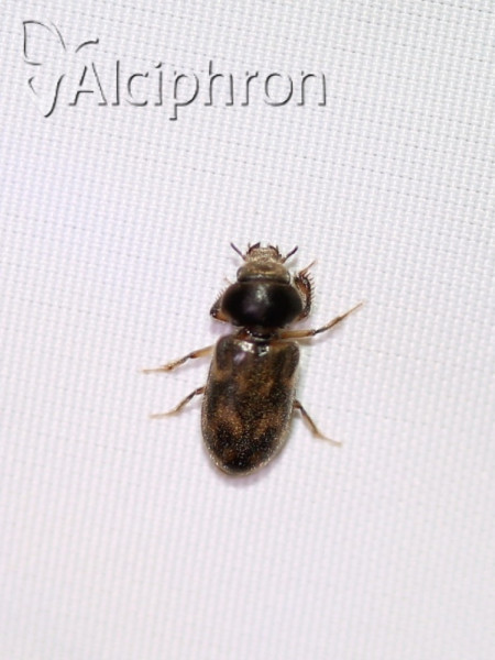 Augyles hispidulus