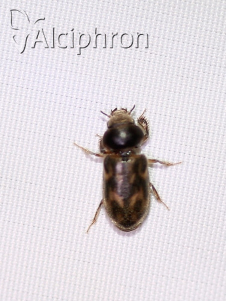 Augyles hispidulus