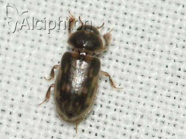 Heterocerus fenestratus