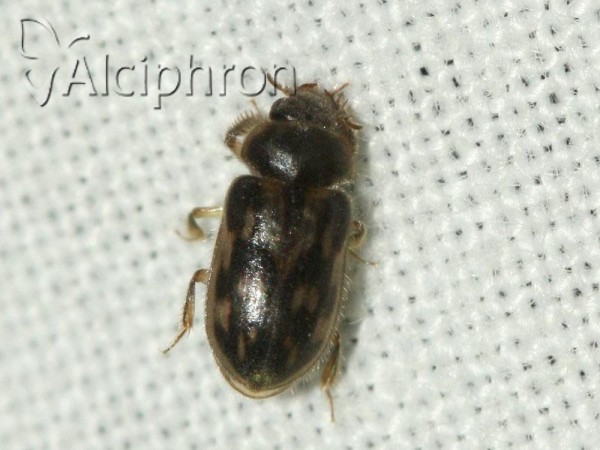 Heterocerus fenestratus