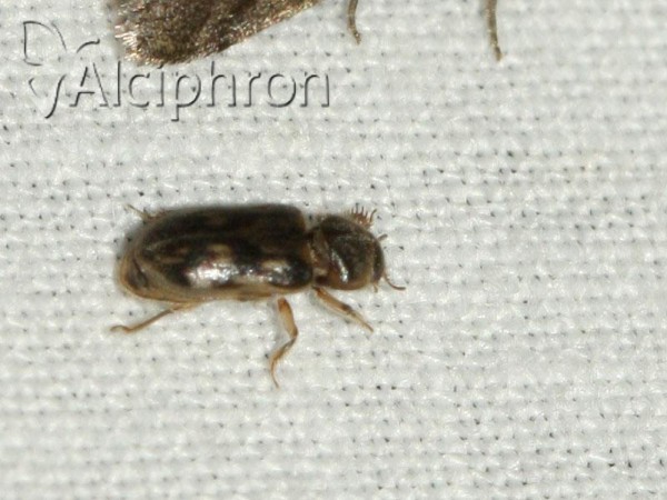 Heterocerus fenestratus