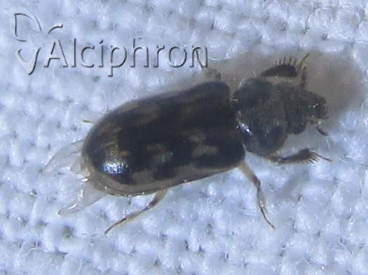 Heterocerus fenestratus