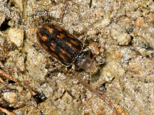 Heterocerus fusculus