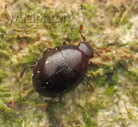 Abraeus perpusillus