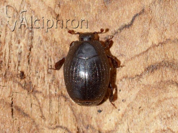 Dendrophilus punctatus