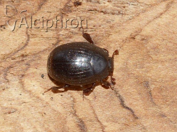 Dendrophilus punctatus