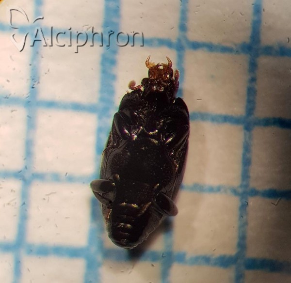 Paromalus flavicornis